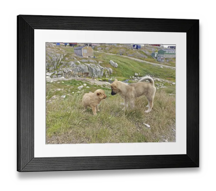 Framed Print : Greenland dog and puppy, sled dog Framed Print : Greenland dog and puppy, sled dog