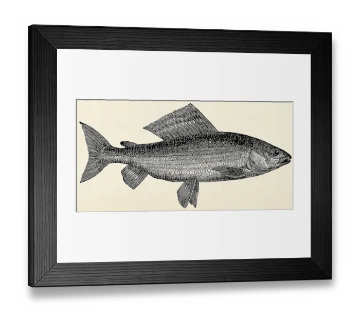 Framed Print : The freshwater fish - grayling (Thymallus vulgaris)