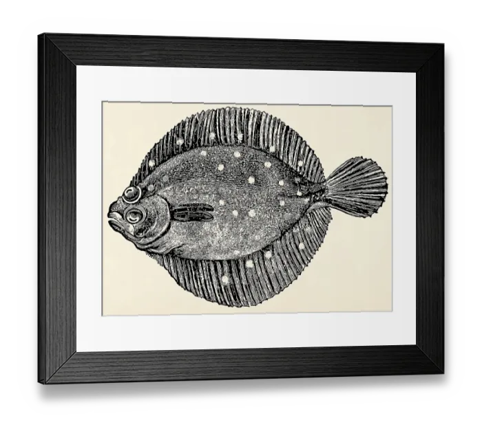 Framed Print : The fish - European flounder (Platichthys flesus)