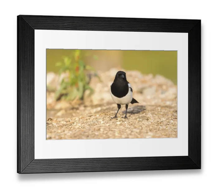 Framed Print : Eurasian magpie in nature Framed Print : Eurasian magpie in nature