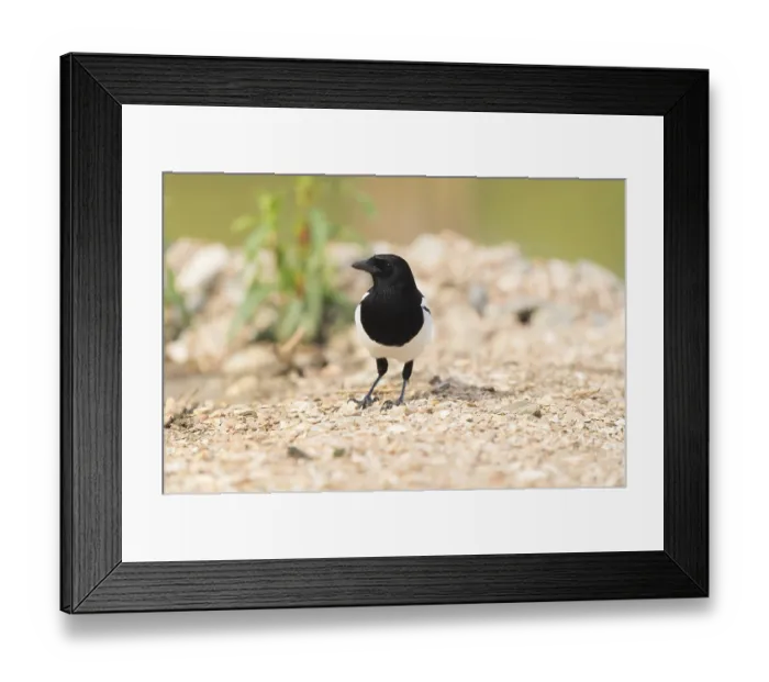 Framed Print : Eurasian magpie in nature Framed Print : Eurasian magpie in nature