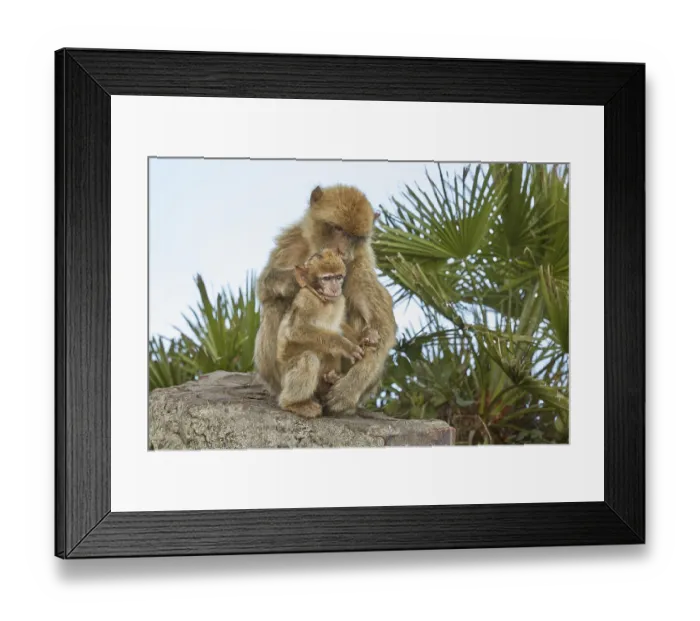 Framed Print : The Barbary Macaque monkeys of Gibraltar Framed Print : The Barbary Macaque monkeys of Gibraltar