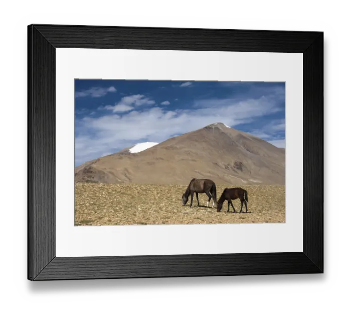 Framed Print : Wild horses at Himalaya mountains landscape