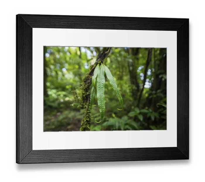 Framed Print : Wild orchid flower growing in deep mossy tropical rain forest Framed Print : Wild orchid flower growing in deep mossy tropical rain forest