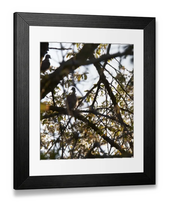 Framed Print : Wood pigeons (Columba palumbus) sitting in a tree