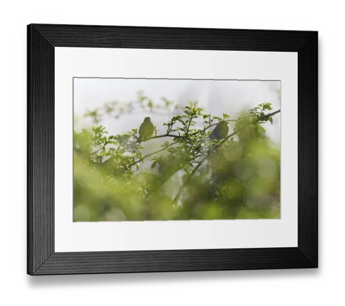 Framed Print : Tree sparrows (Passer montanus) sitting in a blackberry hedge (Rubus sect) Framed Print : Tree sparrows (Passer montanus) sitting in a blackberry hedge (Rubus sect)