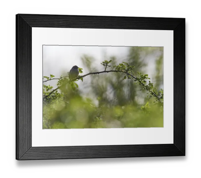 Framed Print : Tree sparrow (Passer montanus) sitting in a blackberry hedge (Rubus sect) Framed Print : Tree sparrow (Passer montanus) sitting in a blackberry hedge (Rubus sect)