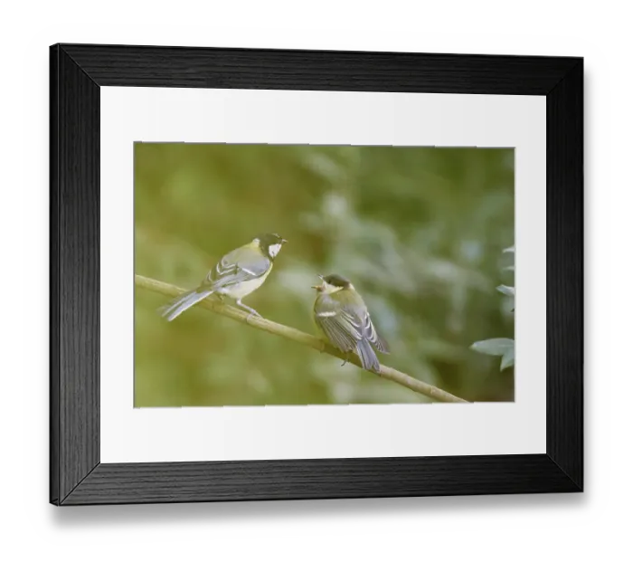 Framed Print : Great tits (Parus major) in the bushes Framed Print : Great tits (Parus major) in the bushes