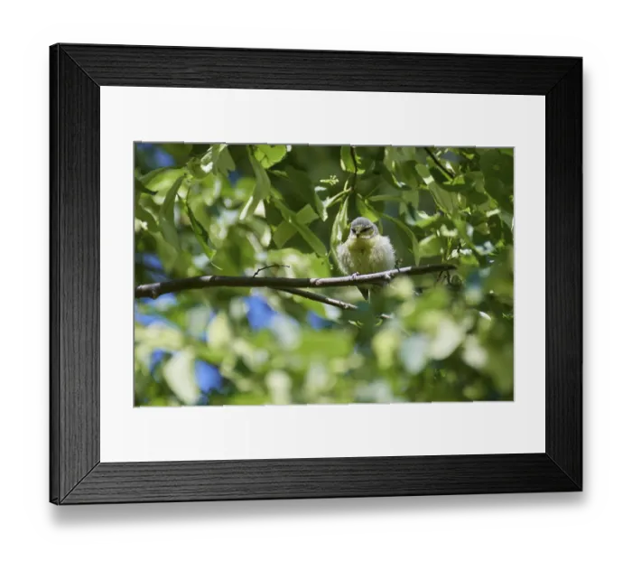 Framed Print : Blue tit (Cyanistes caeruleus) sitting in a lime tree (Tilia) Framed Print : Blue tit (Cyanistes caeruleus) sitting in a lime tree (Tilia)