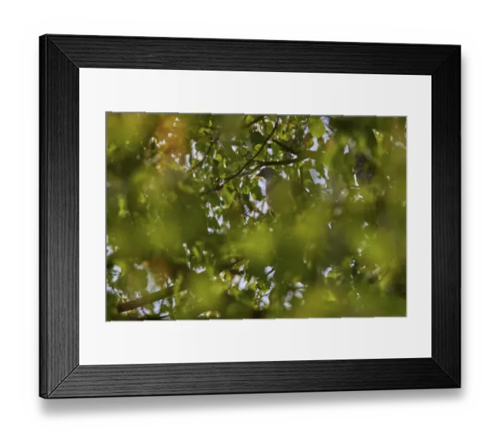 Framed Print : Wood pigeon (Columba palumbus) sitting in a lime tree (Tilia) Framed Print : Wood pigeon (Columba palumbus) sitting in a lime tree (Tilia)