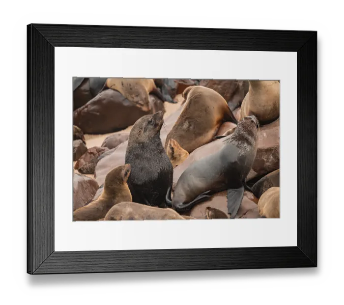 Framed Print : Seal colony, fur seal, Cape fur seal (Arctocephalus pusillus)