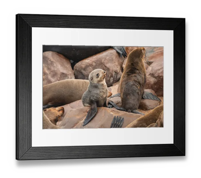 Framed Print : Seal colony, fur seal, Cape fur seal (Arctocephalus pusillus)