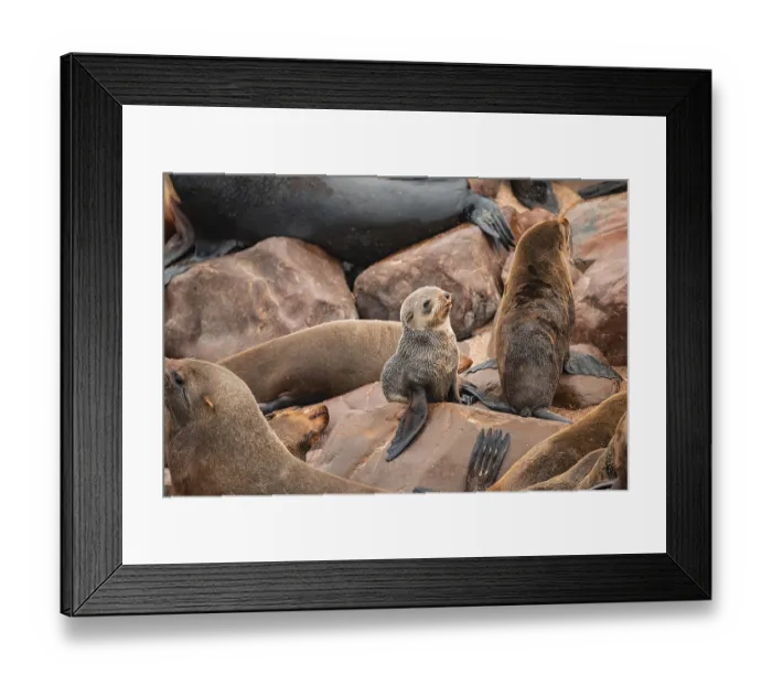 Framed Print : Seal colony, fur seal, Cape fur seal (Arctocephalus pusillus) Framed Print : Seal colony, fur seal, Cape fur seal (Arctocephalus pusillus)
