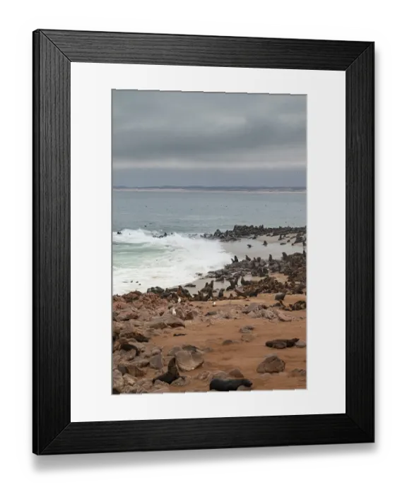 Framed Print : Seal colony, fur seal, Cape fur seal (Arctocephalus pusillus)