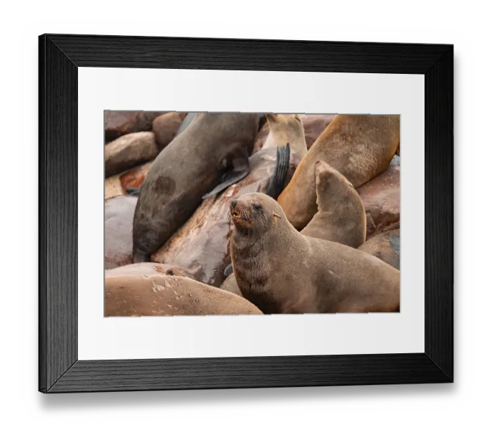 Framed Print : Seal colony, fur seal, Cape fur seal (Arctocephalus pusillus) Framed Print : Seal colony, fur seal, Cape fur seal (Arctocephalus pusillus)