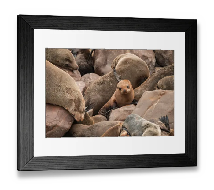 Framed Print : Seal colony, fur seal, Cape fur seal (Arctocephalus pusillus)