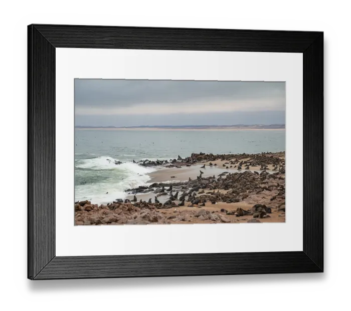 Framed Print : Seal colony, fur seal, Cape fur seal (Arctocephalus pusillus)