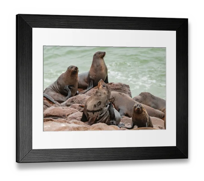 Framed Print : Seal colony, fur seal, Cape fur seal (Arctocephalus pusillus)