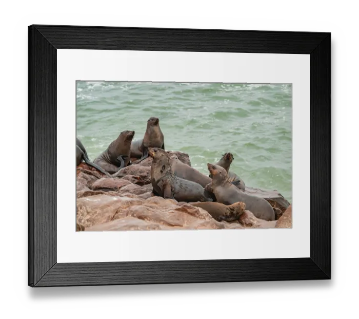 Framed Print : Seal colony, fur seal, Cape fur seal (Arctocephalus pusillus)