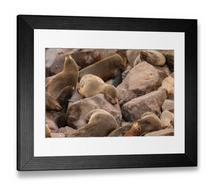 Framed Print : Seal colony, fur seal, Cape fur seal (Arctocephalus pusillus) Framed Print : Seal colony, fur seal, Cape fur seal (Arctocephalus pusillus)