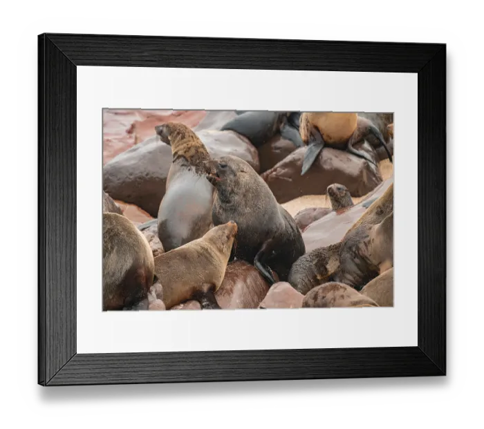 Framed Print : Seal colony, fur seal, Cape fur seal (Arctocephalus pusillus)