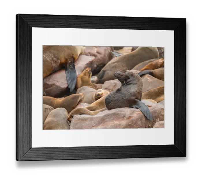 Framed Print : Seal colony, fur seal, Cape fur seal (Arctocephalus pusillus)
