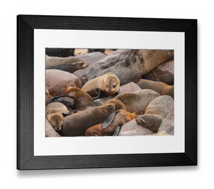 Framed Print : Seal colony, fur seal, Cape fur seal (Arctocephalus pusillus) Framed Print : Seal colony, fur seal, Cape fur seal (Arctocephalus pusillus)