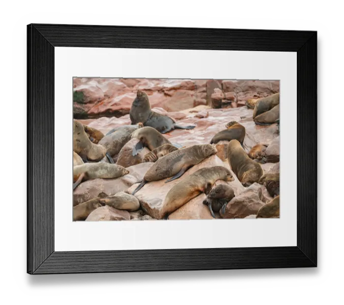 Framed Print : Seal colony, fur seal sleeping Framed Print : Seal colony, fur seal sleeping