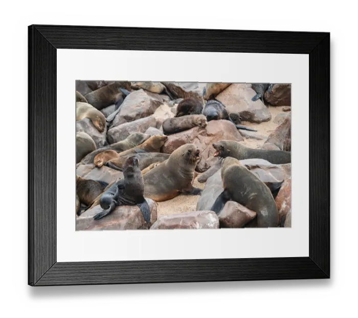 Framed Print : Seal colony, fur seal, Cape fur seal (Arctocephalus pusillus)