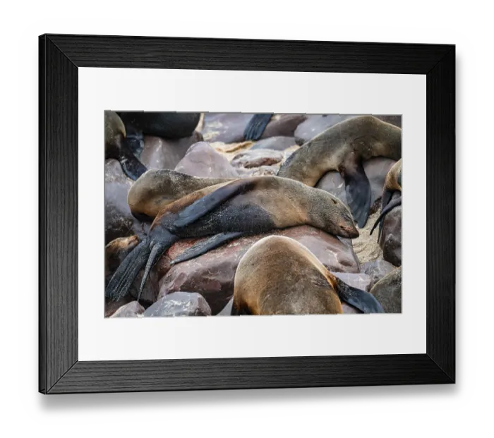 Framed Print : Seal colony, fur seal sleeping Framed Print : Seal colony, fur seal sleeping
