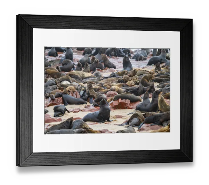 Framed Print : Seal colony, fur seal, Cape fur seal (Arctocephalus pusillus)