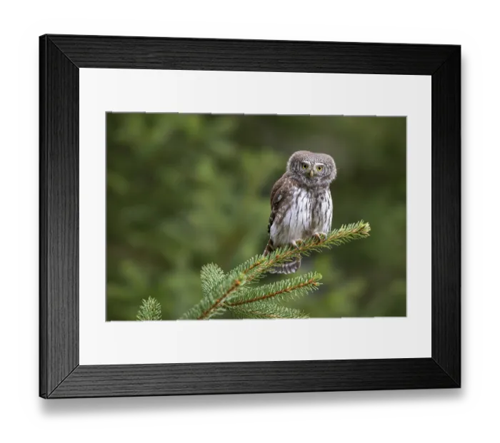 Framed Print : Pygmy Owl (Glaucicium passerinum)