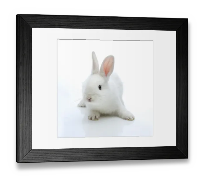 Framed Print : White rabbit