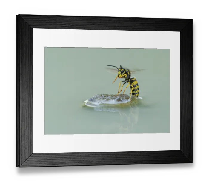 Framed Print : Wasps (Vespinae) in flight, Vechta
