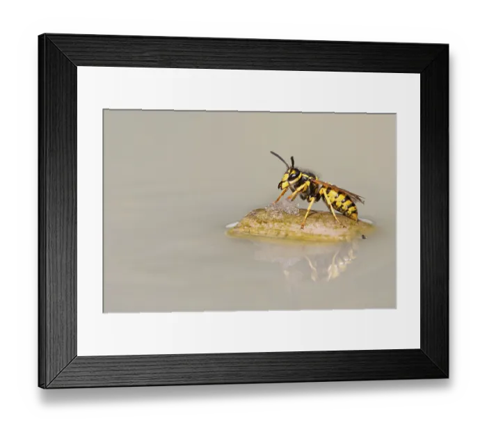 Framed Print : Wasps (Vespinae), Vechta, Lower Saxony, Germany