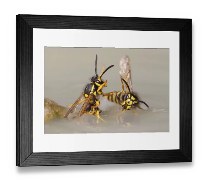 Framed Print : Wasps (Vespinae), Vechta, Lower Saxony, Germany