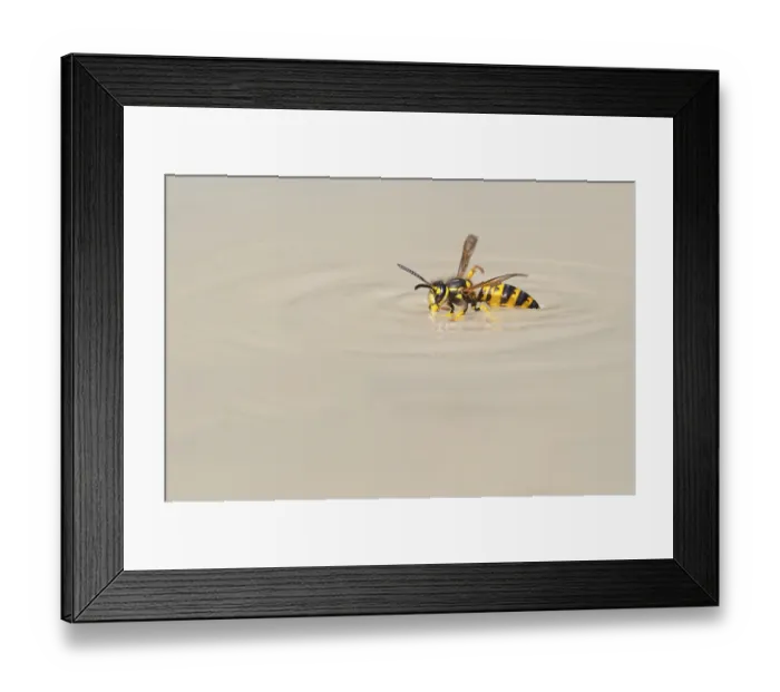 Framed Print : Wasps (Vespinae), Vechta, Lower Saxony, Germany