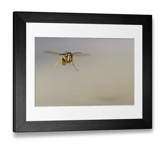 Framed Print : Wasps (Vespinae) in flight, Vechta