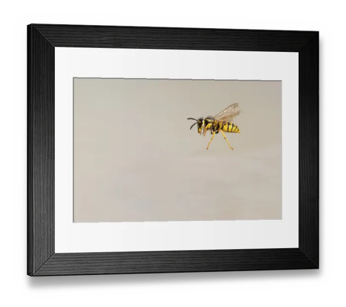 Framed Print : Wasps (Vespinae) in flight, Vechta Framed Print : Wasps (Vespinae) in flight, Vechta