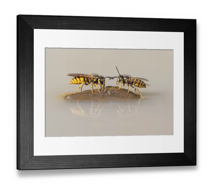Framed Print : Wasps (Vespinae), Vechta, Lower Saxony, Germany