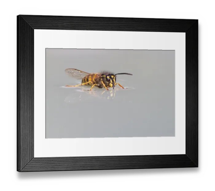 Framed Print : Wasps (Vespinae), Vechta, Lower Saxony, Germany