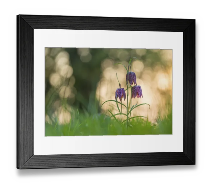 Framed Print : Snake's Head Fritillary (Fritillaria meleagris) in a wet meadow in spring Framed Print : Snake's Head Fritillary (Fritillaria meleagris) in a wet meadow in spring