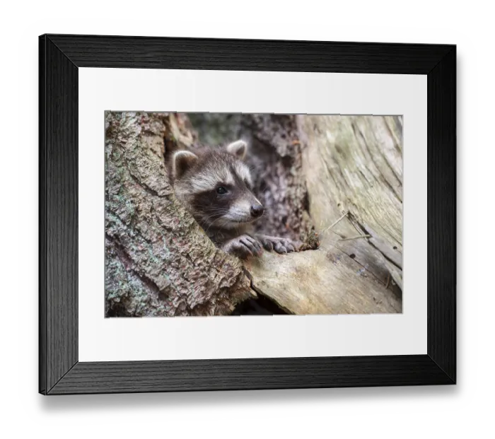 Framed Print : Young raccoon (Procyon lotor) on a discovery tour