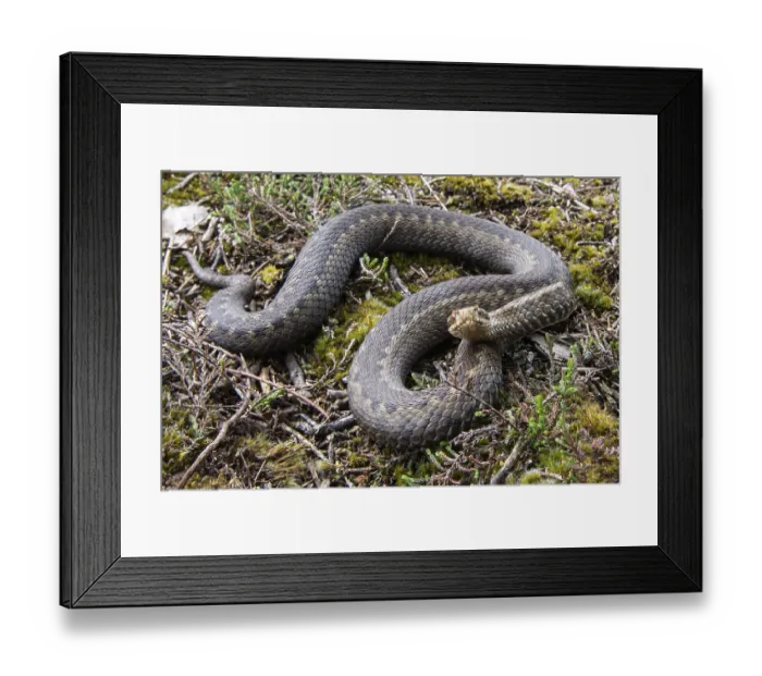 Framed Print : Adder (Vipera berus) in the moor
