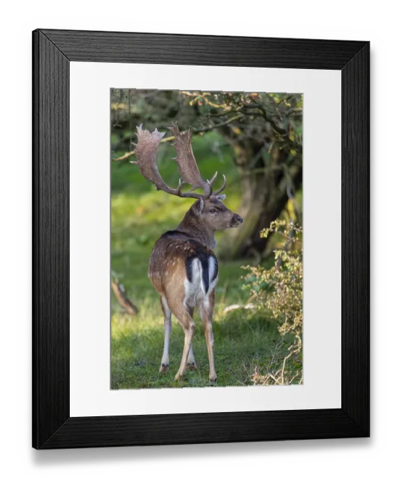 Framed Print : Fallow deer (dama dama), male, deer Framed Print : Fallow deer (dama dama), male, deer