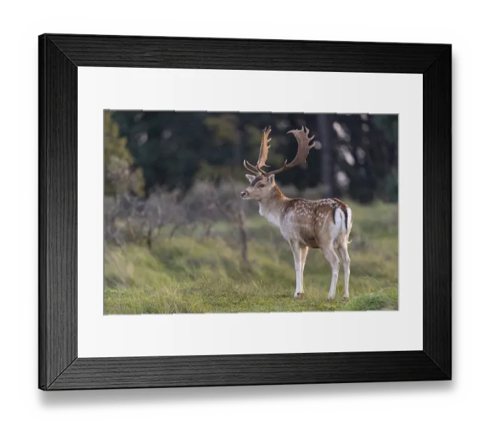 Framed Print : Fallow deer (dama dama), male, deer