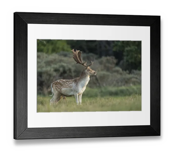 Framed Print : Fallow deer (dama dama), male, deer Framed Print : Fallow deer (dama dama), male, deer