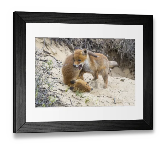 Framed Print : Fox (Vulpes vulpes), puppy, young fox Framed Print : Fox (Vulpes vulpes), puppy, young fox