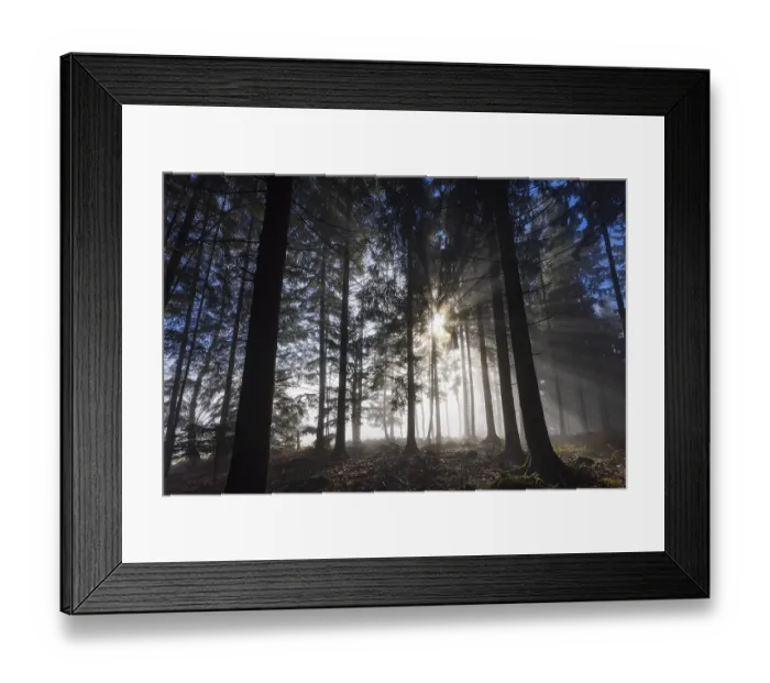 Framed Print : Picea abies, spruce forest in morning fog with sunrays
