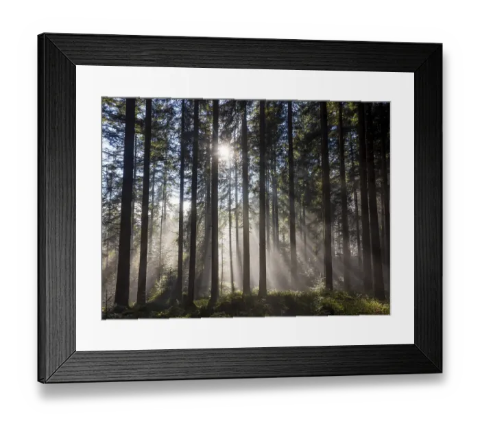 Framed Print : Picea abies, spruce forest in morning fog with sunrays